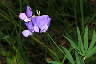 Lathyrus filiformis